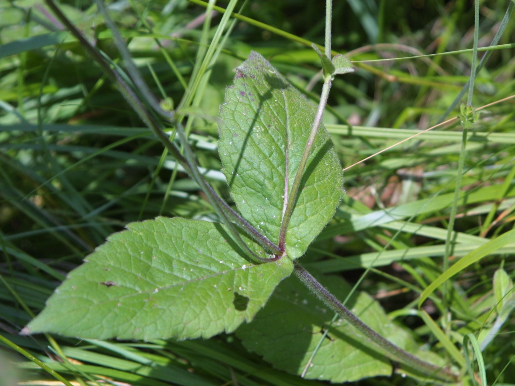 Knautia drymeia o Knautia dipsacifolia?